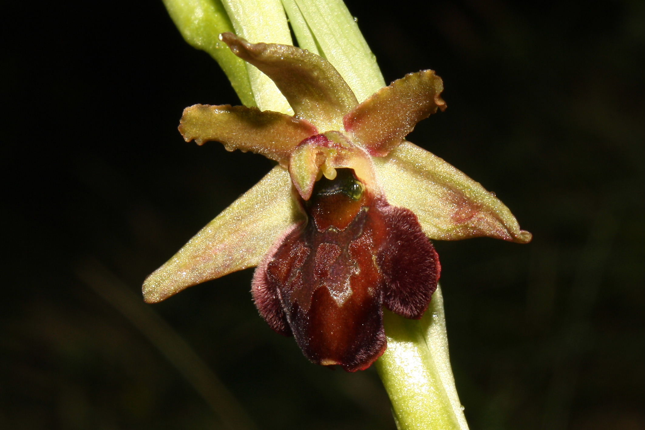 Ophrys sphegodes da determinare-3