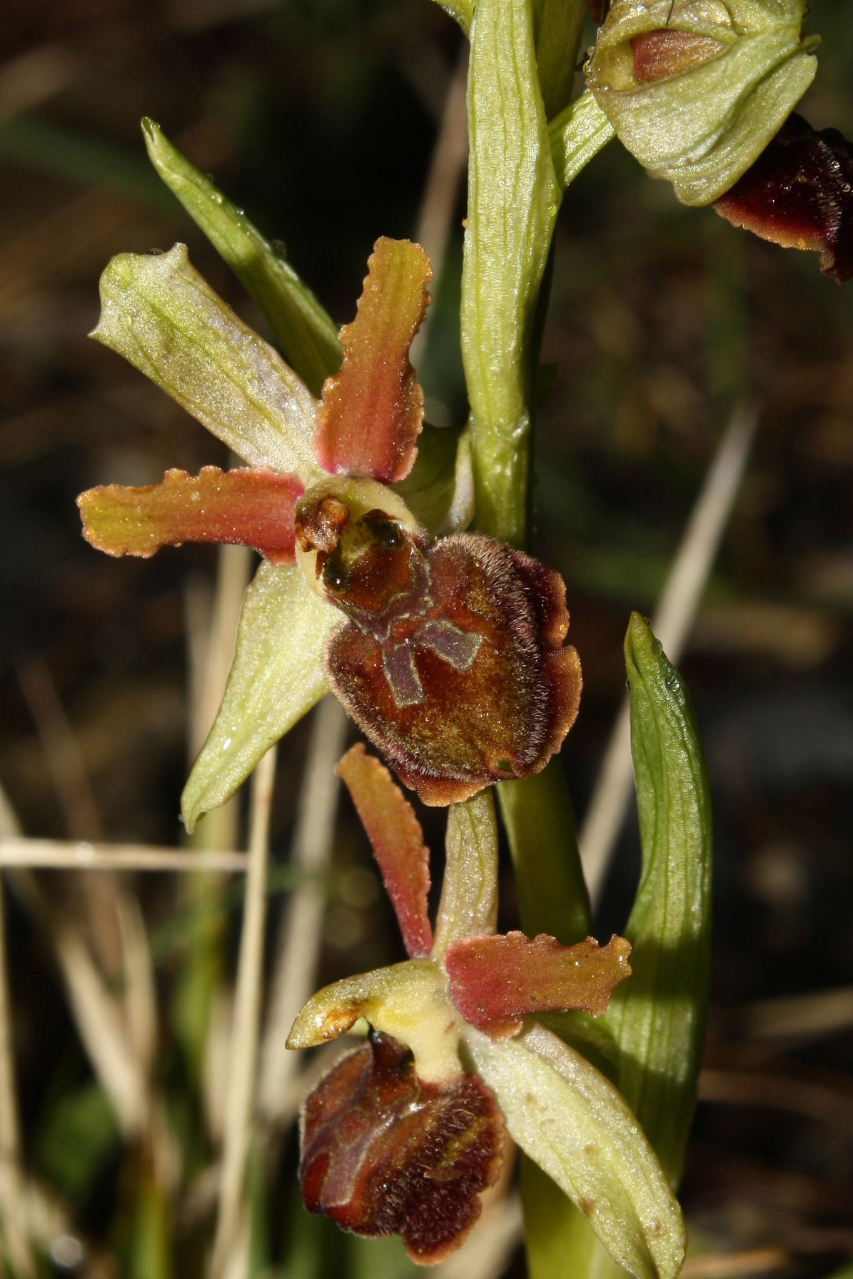 Ophrys sphegodes da determinare-3