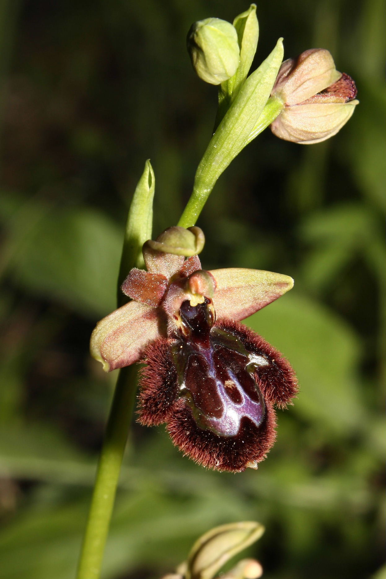 Ophrys speculum x O. incubacea