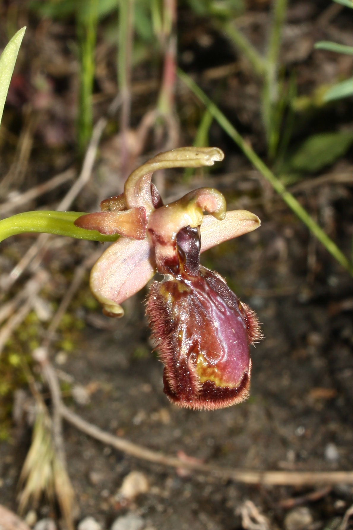 Ophrys speculum x O. ........???