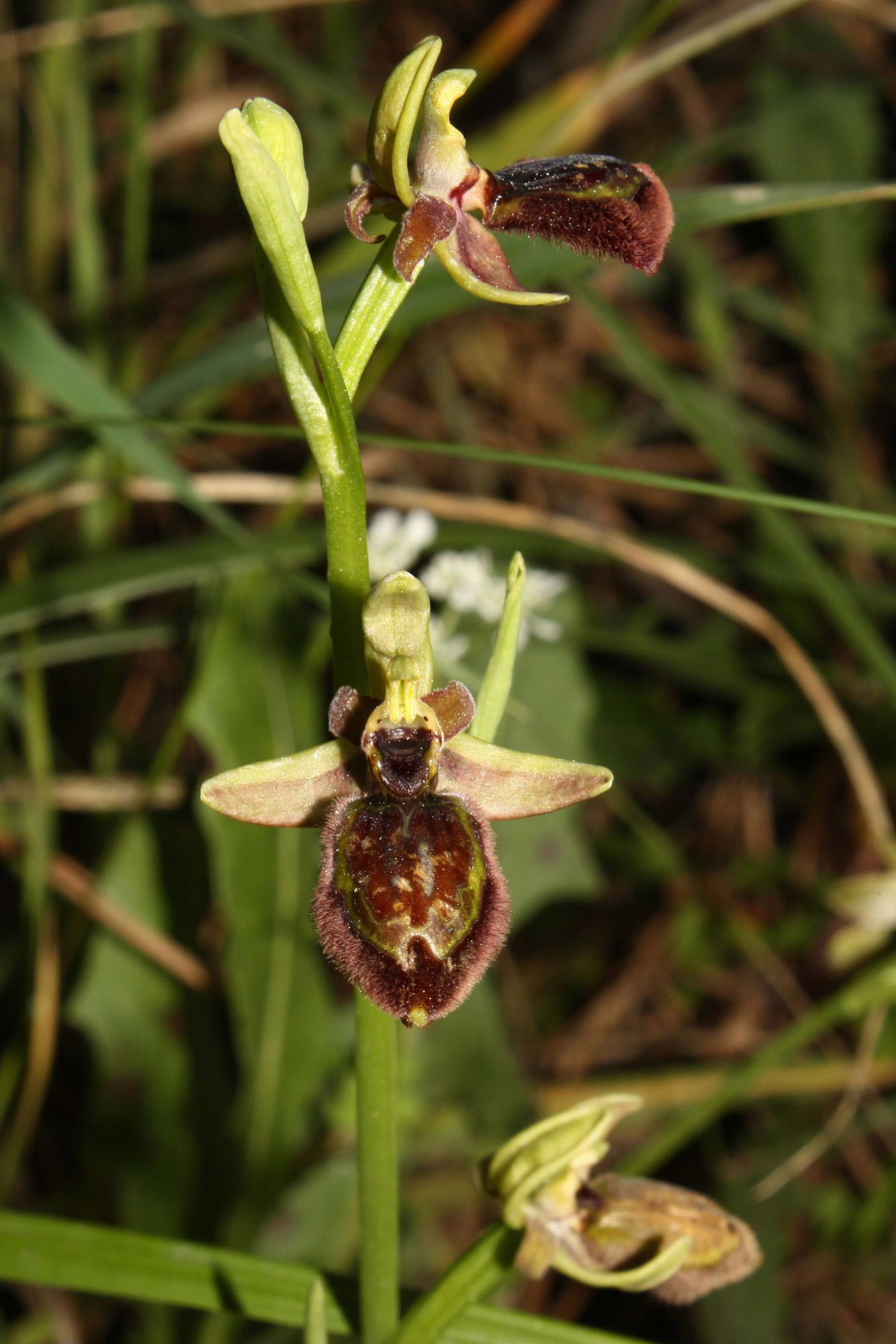 Ophrys speculum x O. ........???