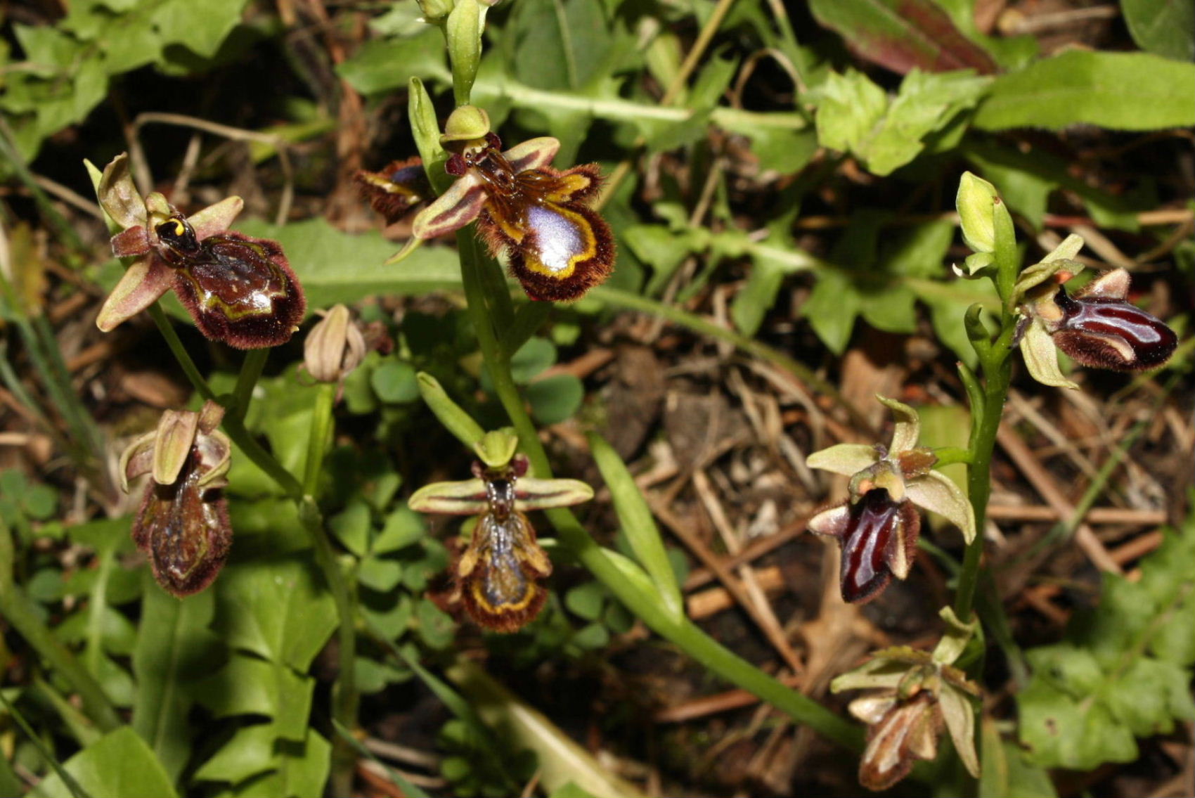 Ophrys speculum x O. incubacea