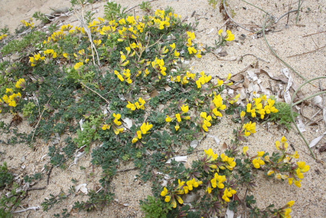 Lotus cytisoides / Ginestrino delle scogliere