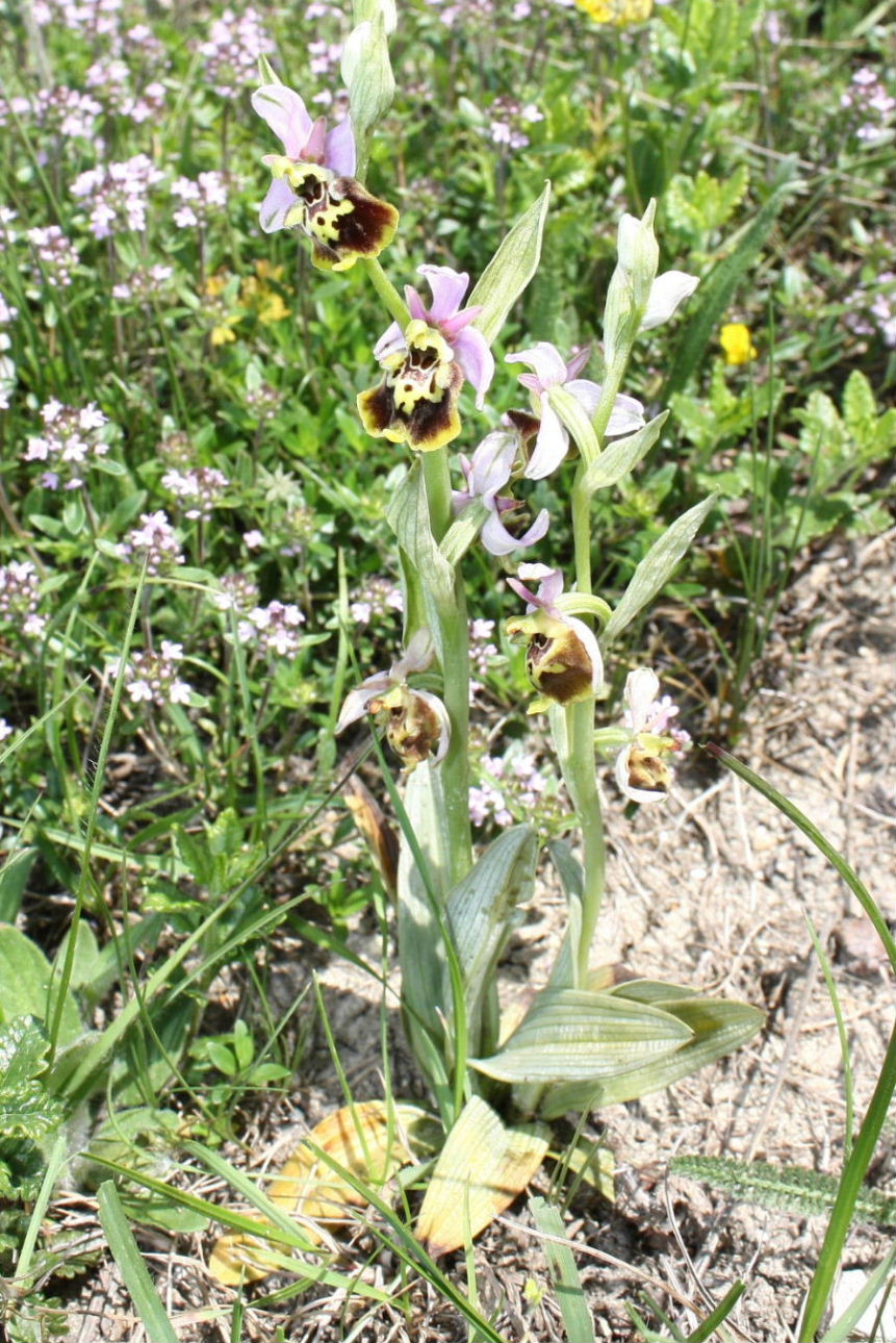 Ophrys dinarica ??