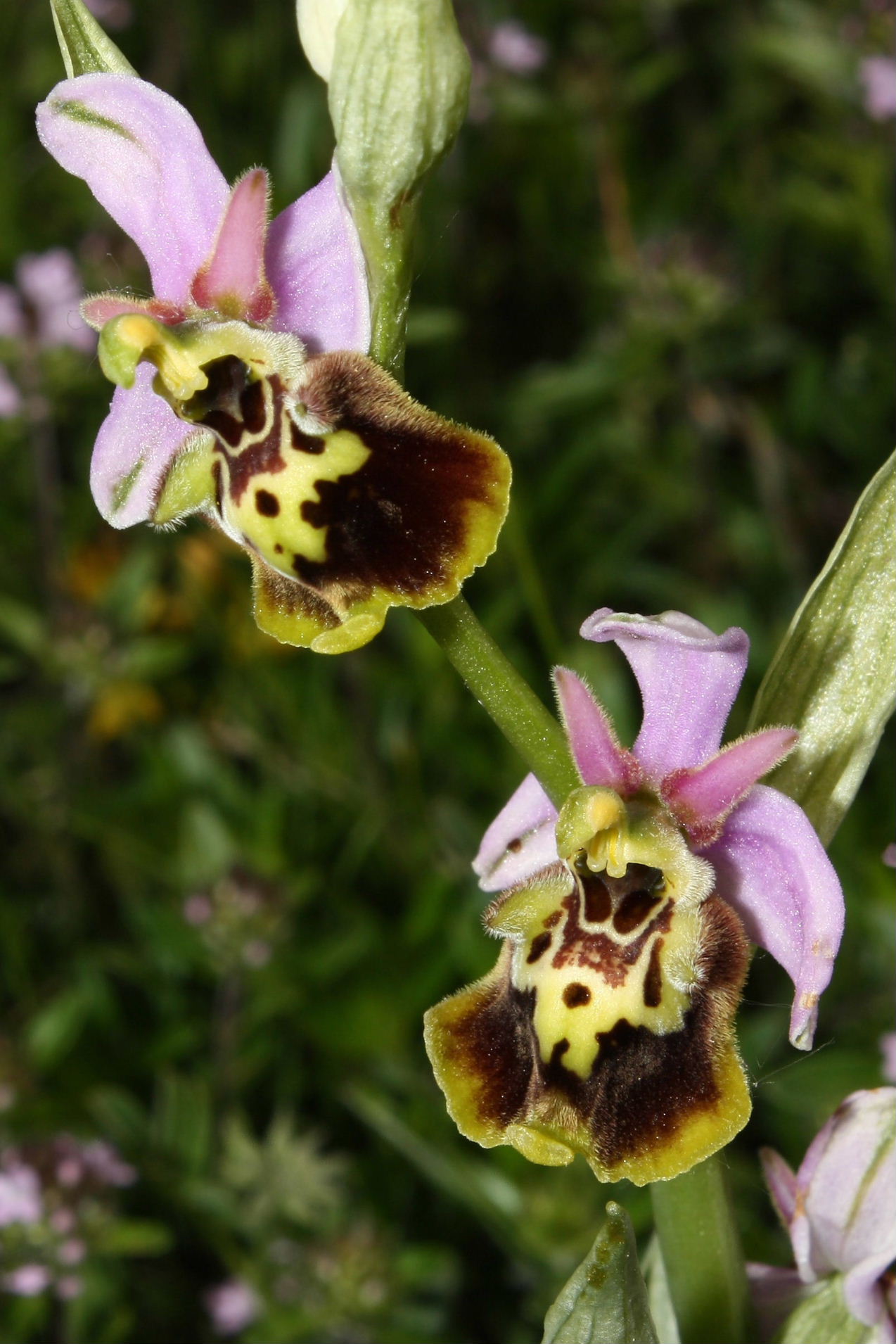 Ophrys dinarica ??