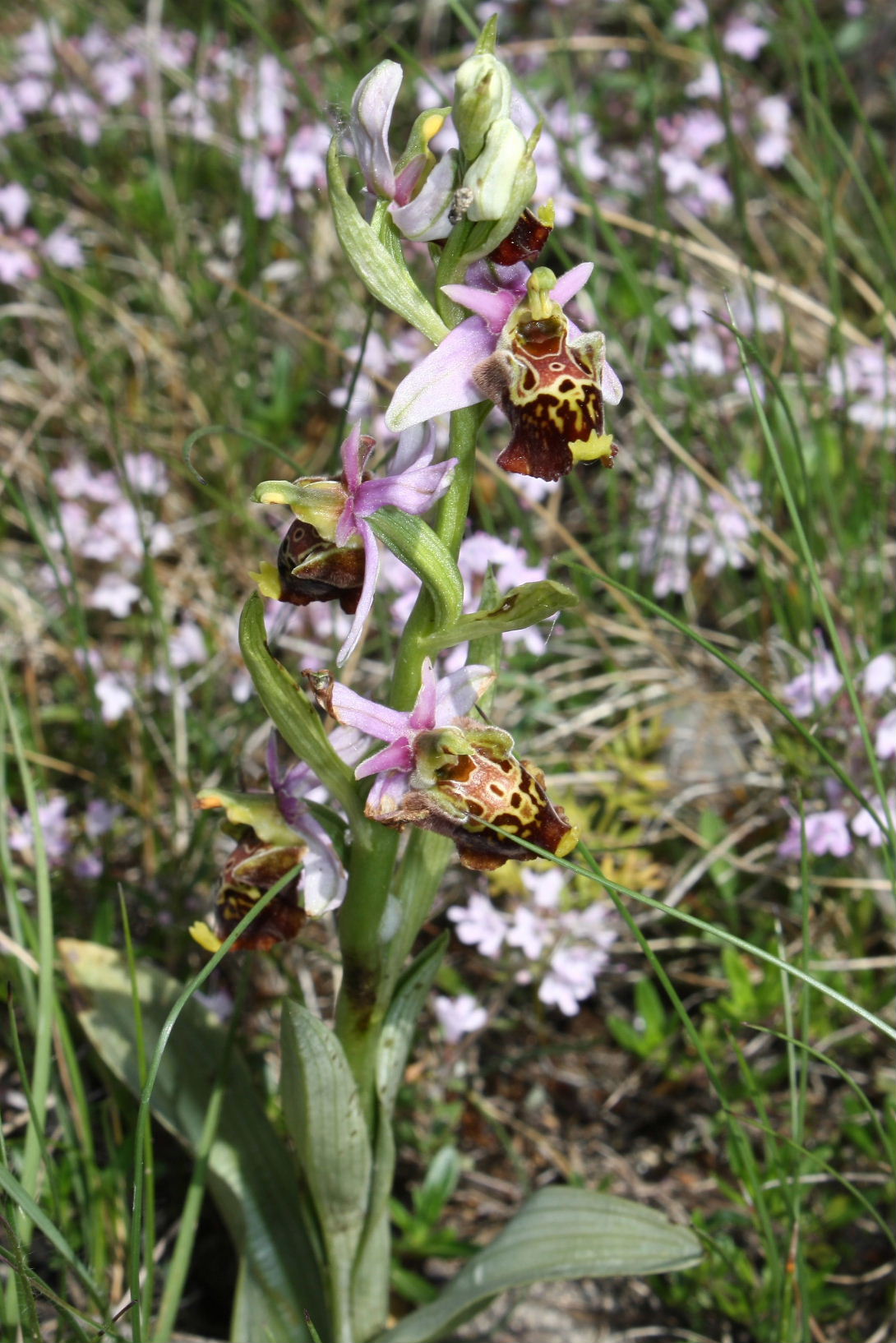 Ophrys dinarica ??