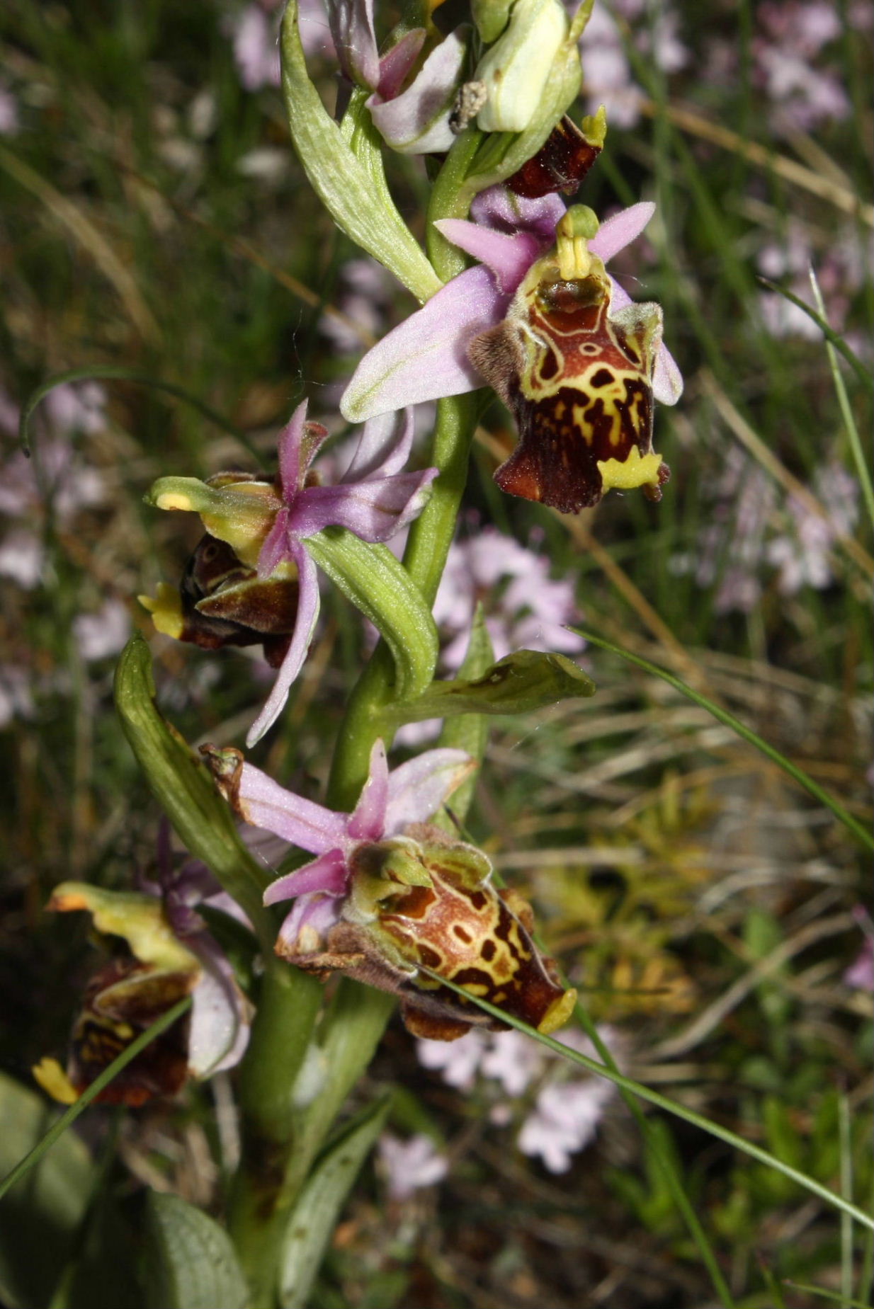 Ophrys dinarica ??