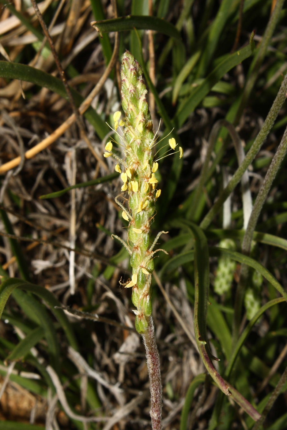 Plantago da determinare