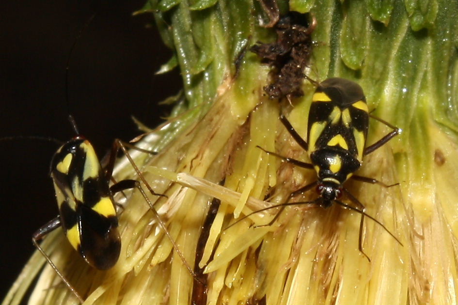 Miridae: Grypocoris sexguttatus dell''Alto Adige (BZ)