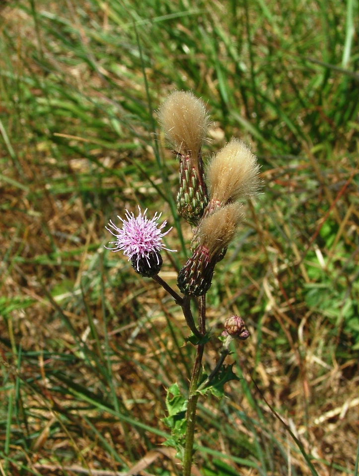 Monzone (MS) - Cirsium arvense