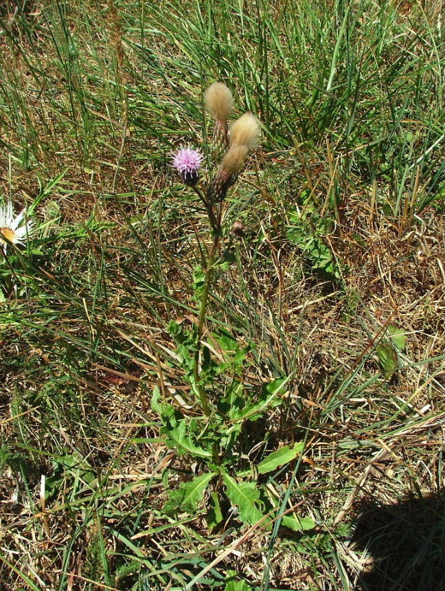 Monzone (MS) - Cirsium arvense