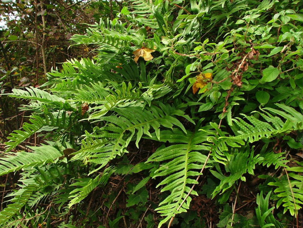 Polypodium cfr. cambricum