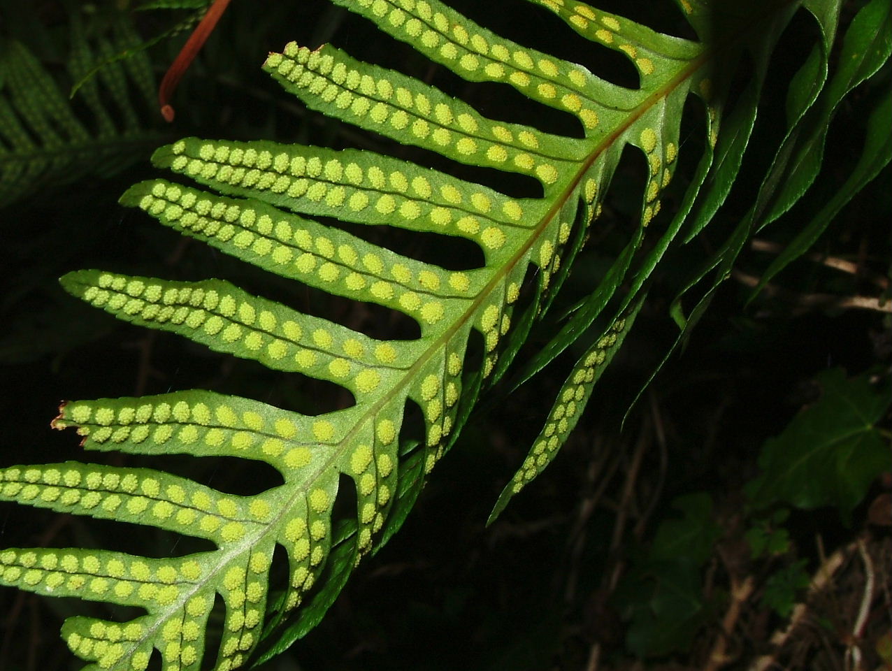 Polypodium cfr. cambricum