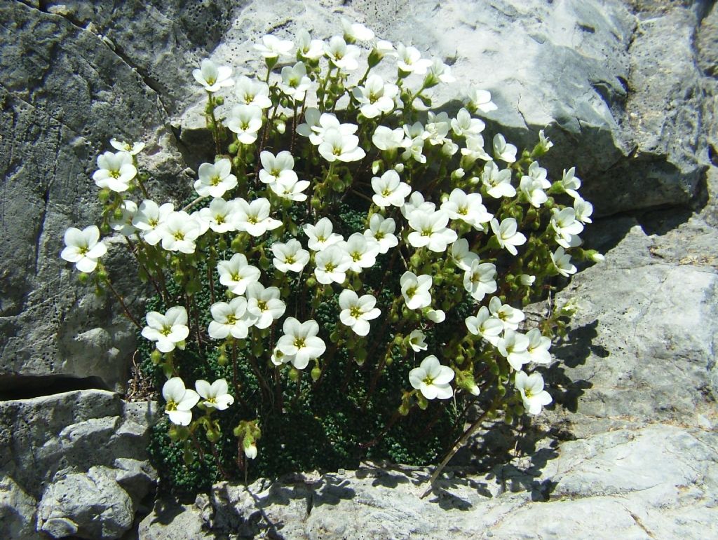 Saxifraga cochlearis