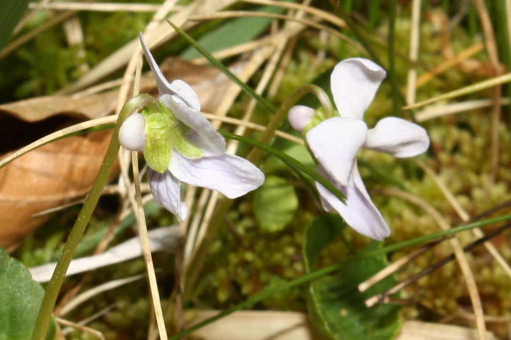 Canton Ticino : Viola palustris