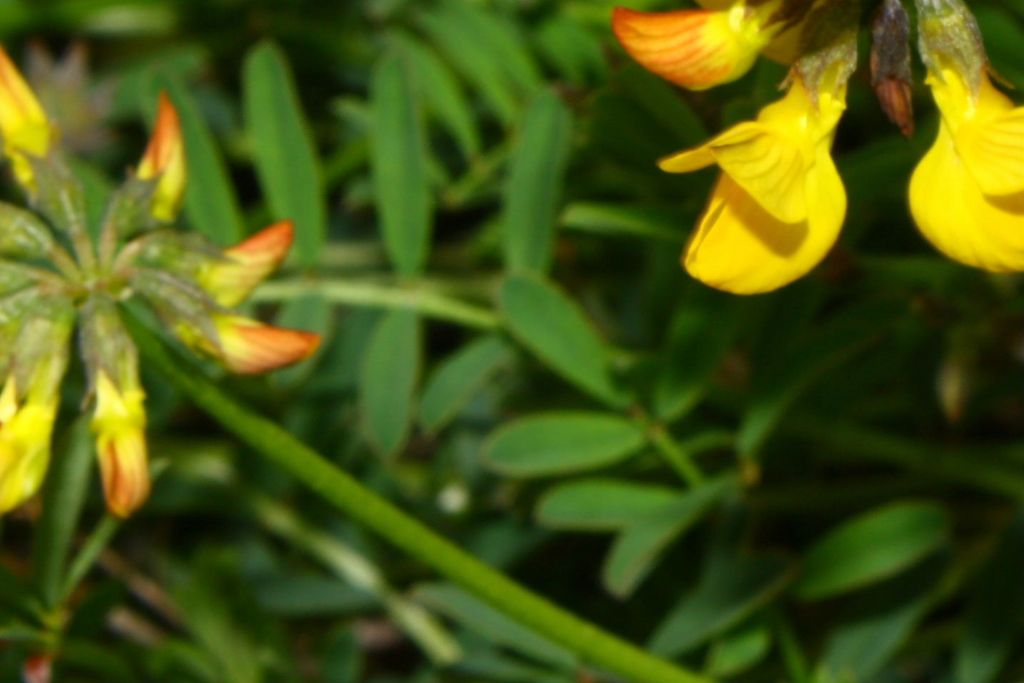 Hippocrepis comosa