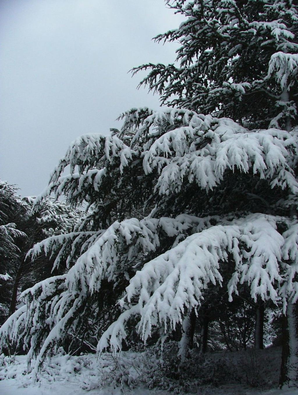 Alberi d''inverno... un invito