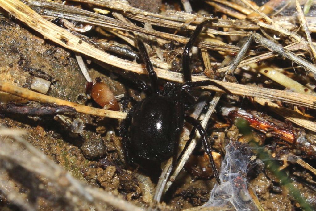 Ragno nero: femmina di Steatoda paykulliana - Pompeiana (IM)