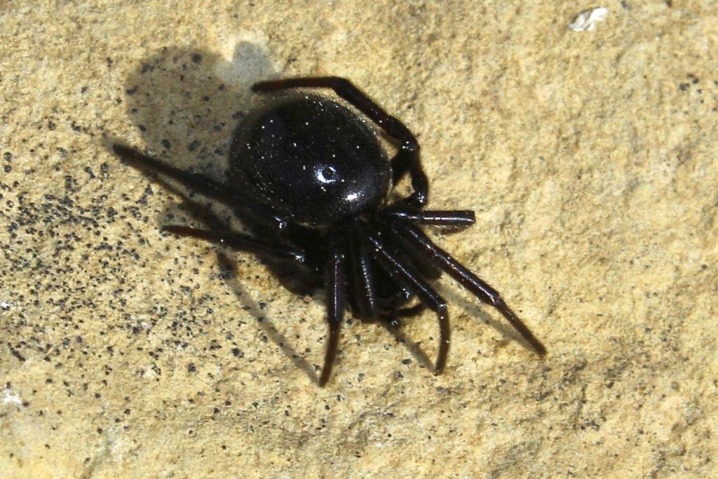 Ragno nero: femmina di Steatoda paykulliana - Pompeiana (IM)