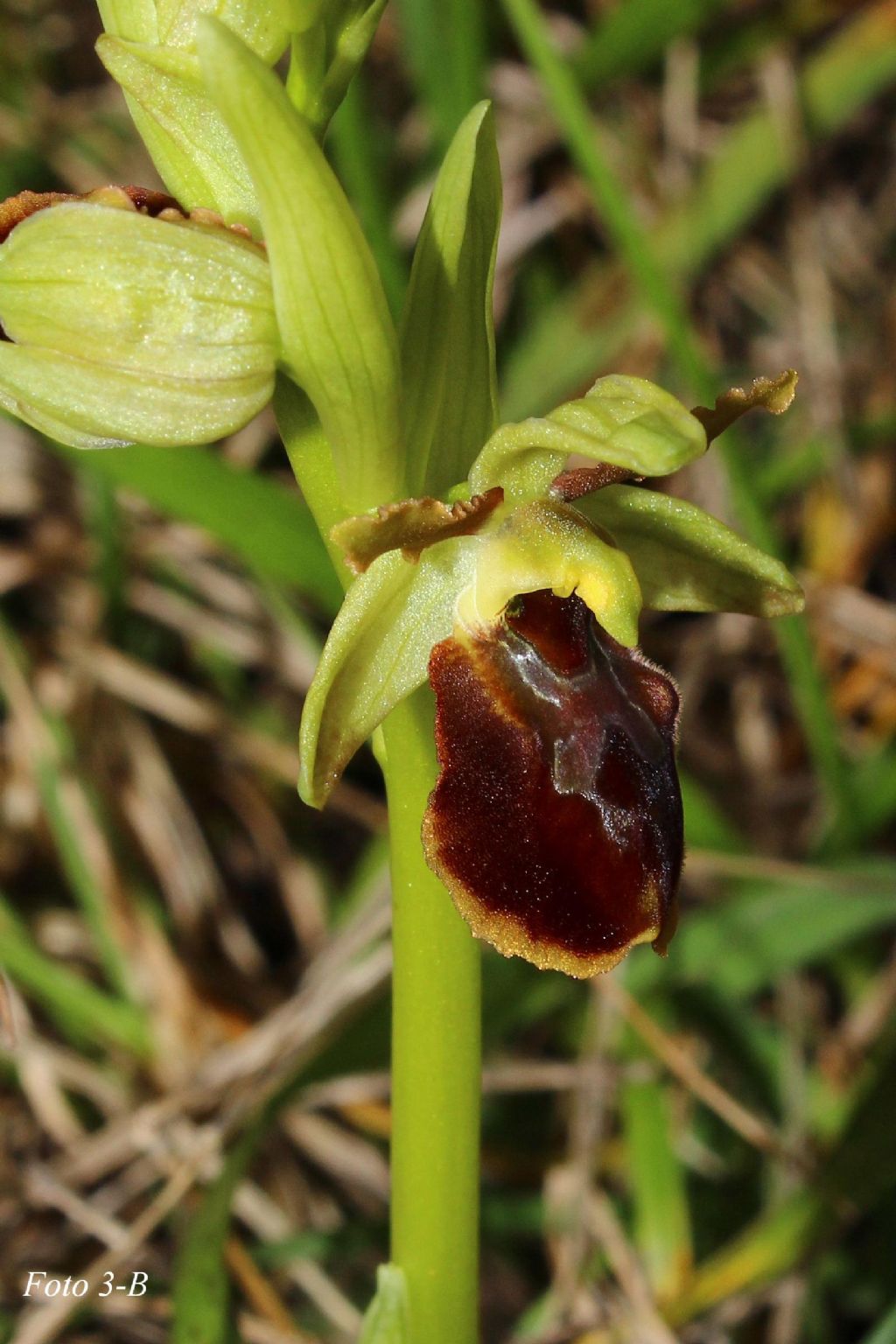 Ophrys ????