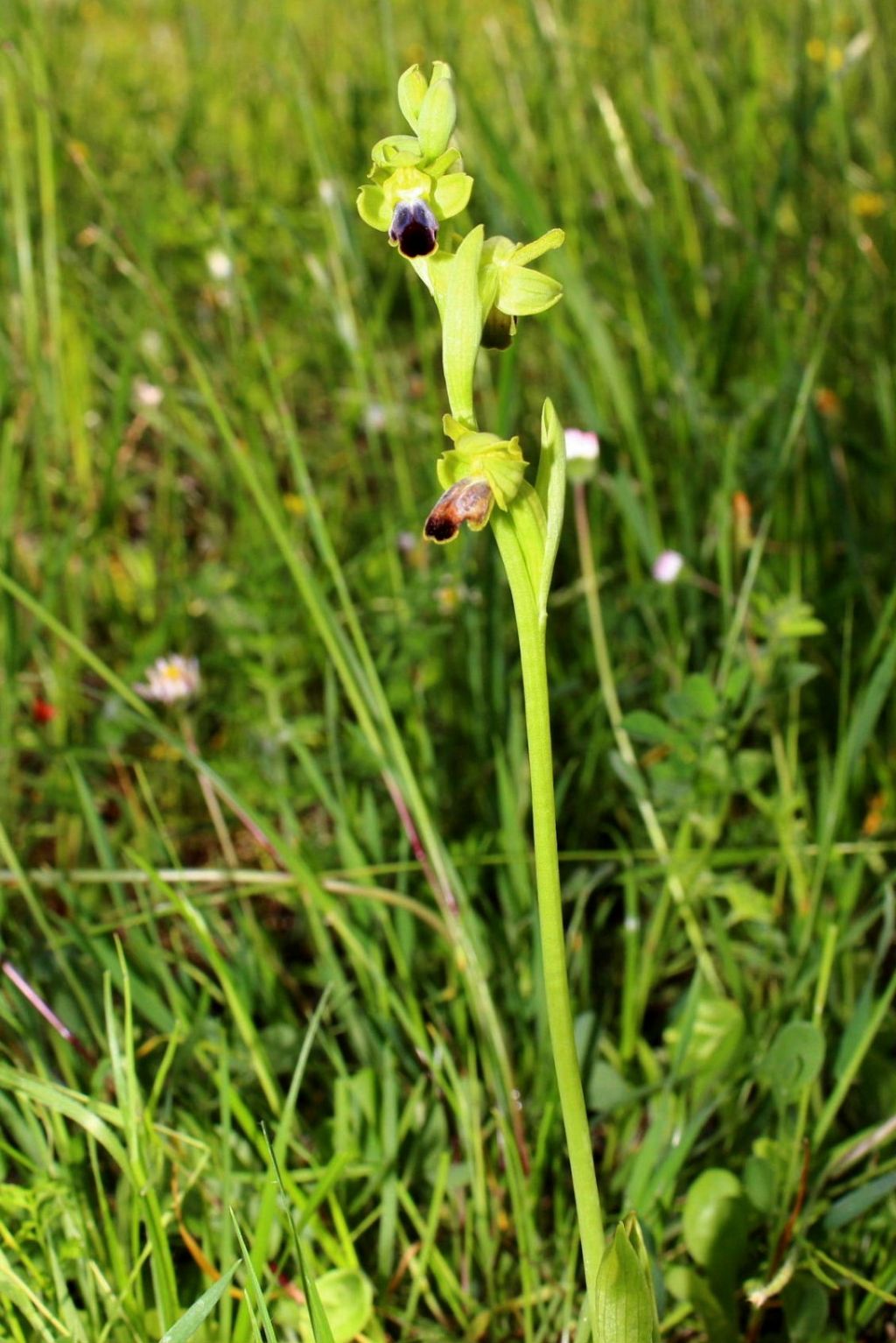 Ophrys funerea