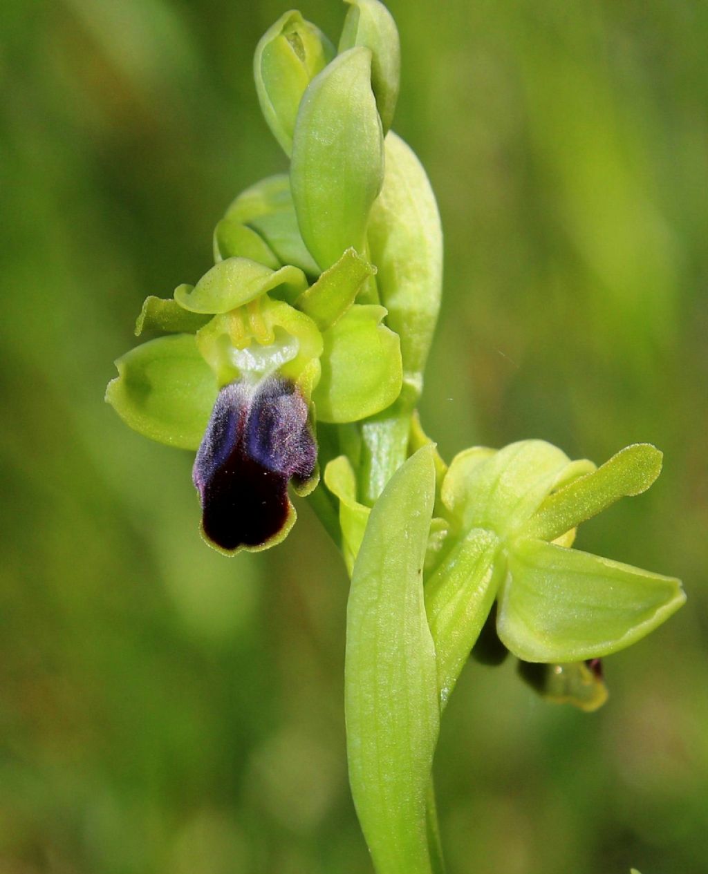 Ophrys funerea