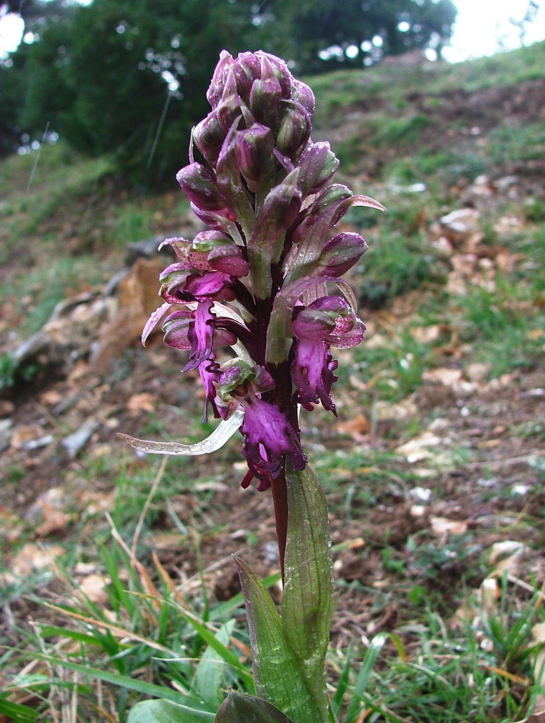 Genova-Ophrys massiliensis e Barlia