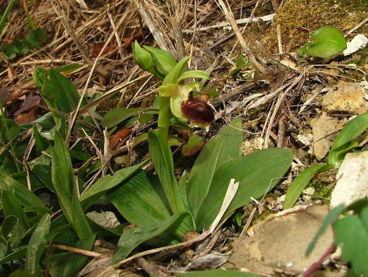 Genova-Ophrys massiliensis e Barlia