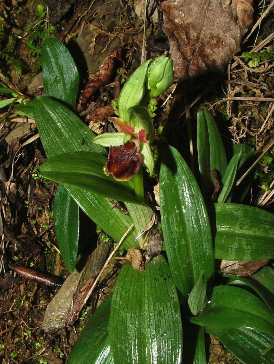 Genova-Ophrys massiliensis e Barlia