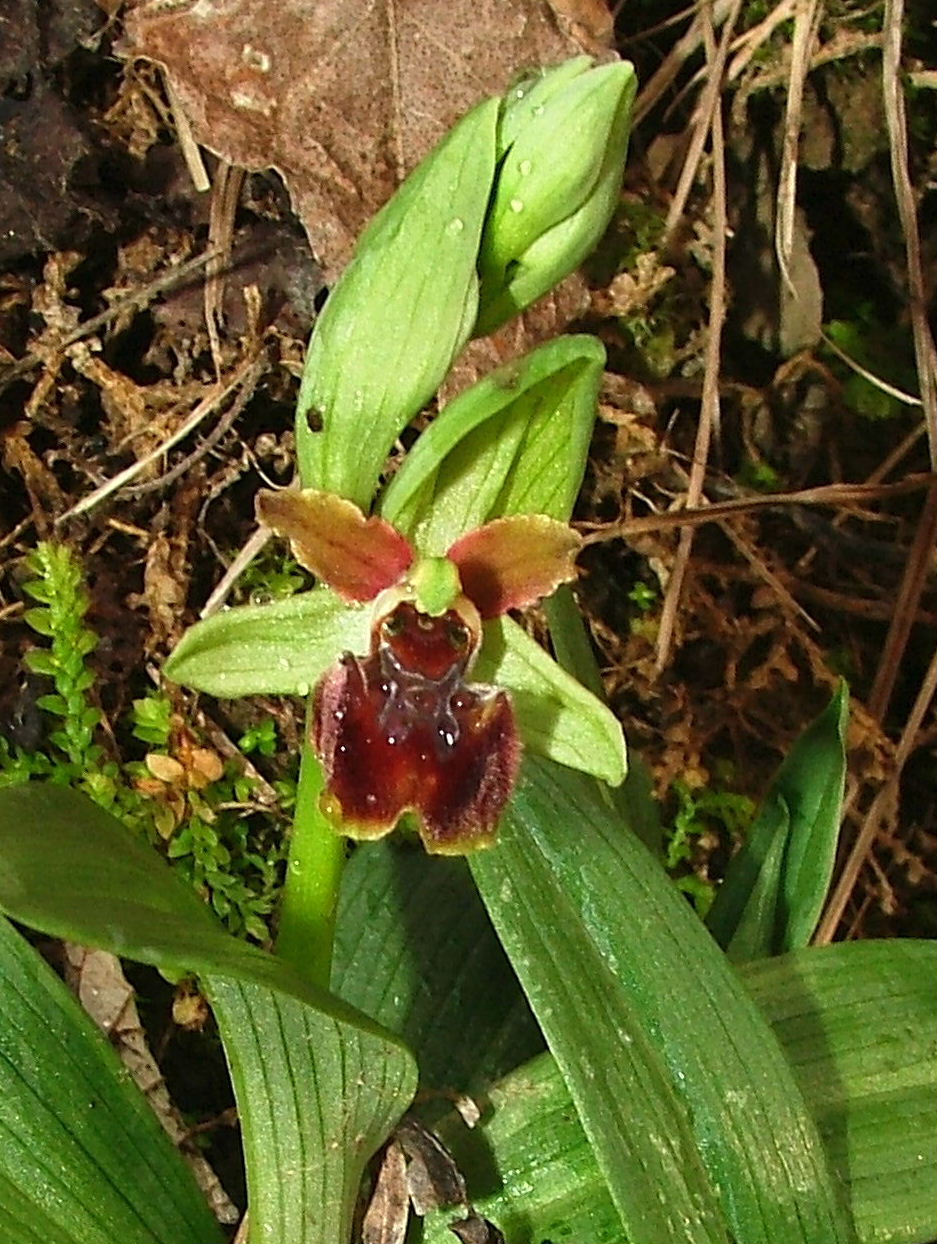 Genova-Ophrys massiliensis e Barlia