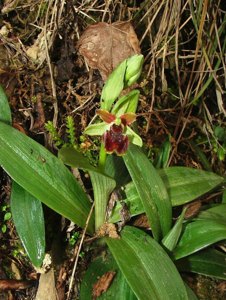 Genova-Ophrys massiliensis e Barlia