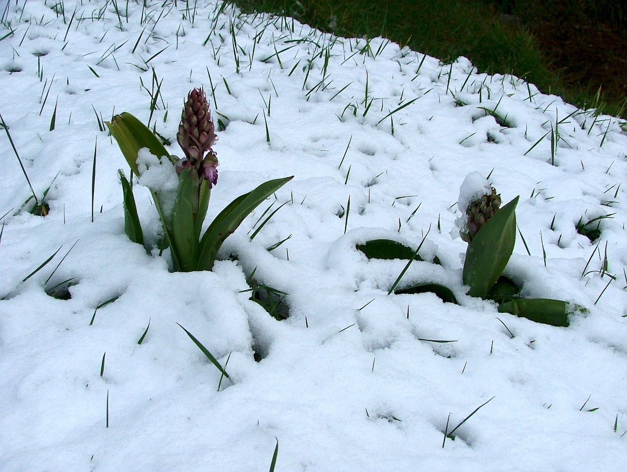 Genova-Barlie sotto la neve