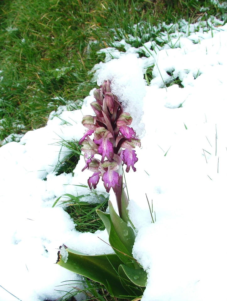 Genova-Barlie sotto la neve