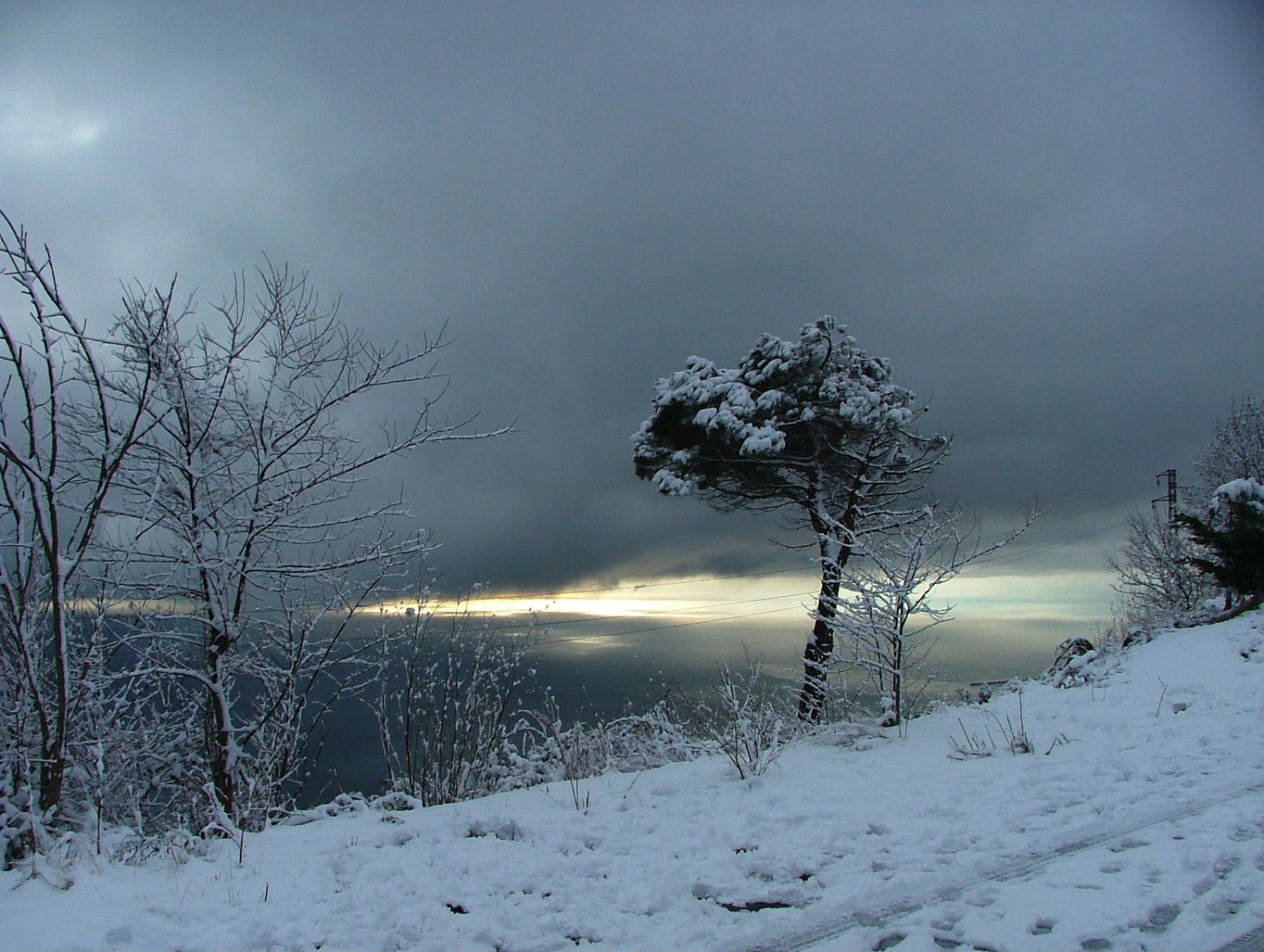 Alberi d''inverno... un invito