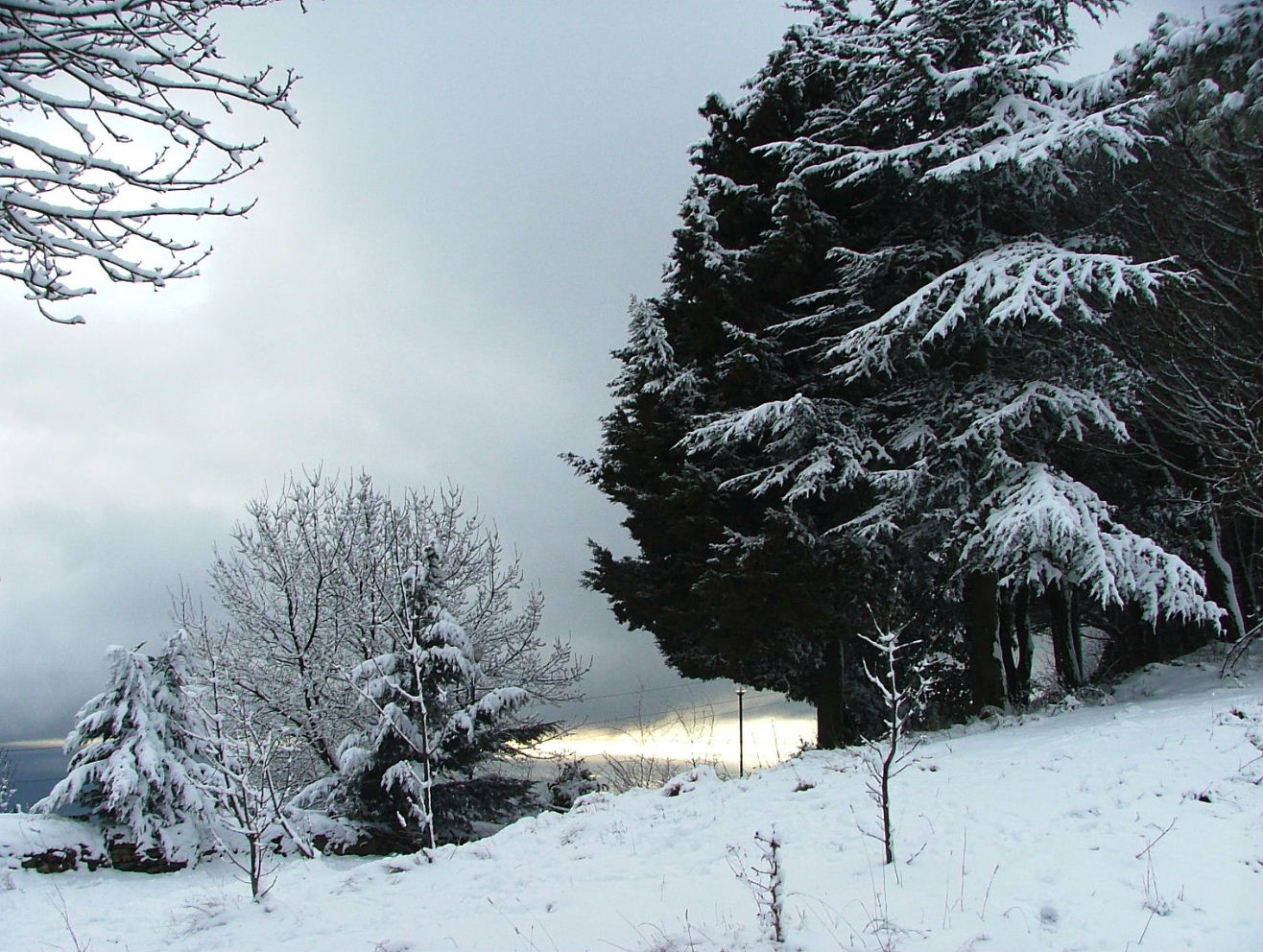 Alberi d''inverno... un invito