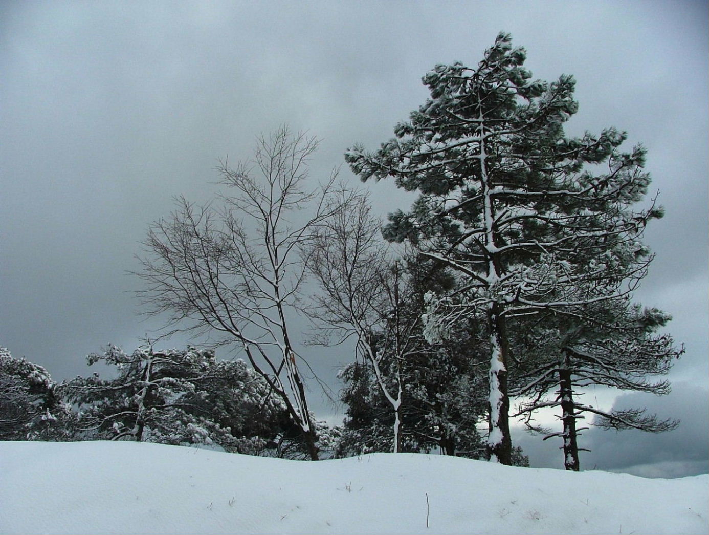 Alberi d''inverno... un invito