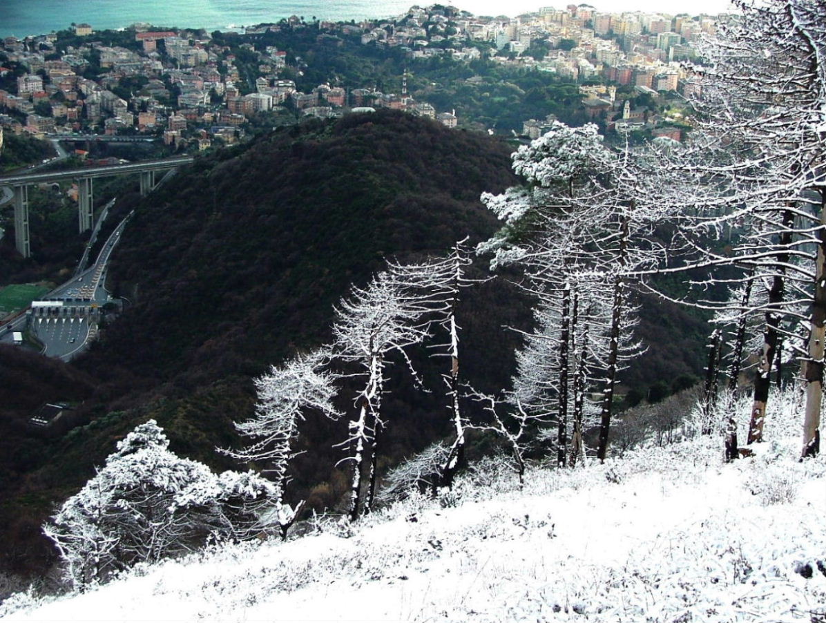 Alberi d''inverno... un invito