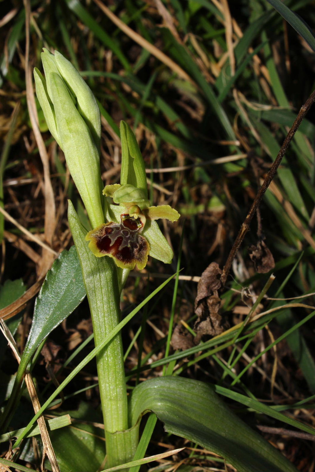 Liguria-Ophrys massiliensis ALBINA