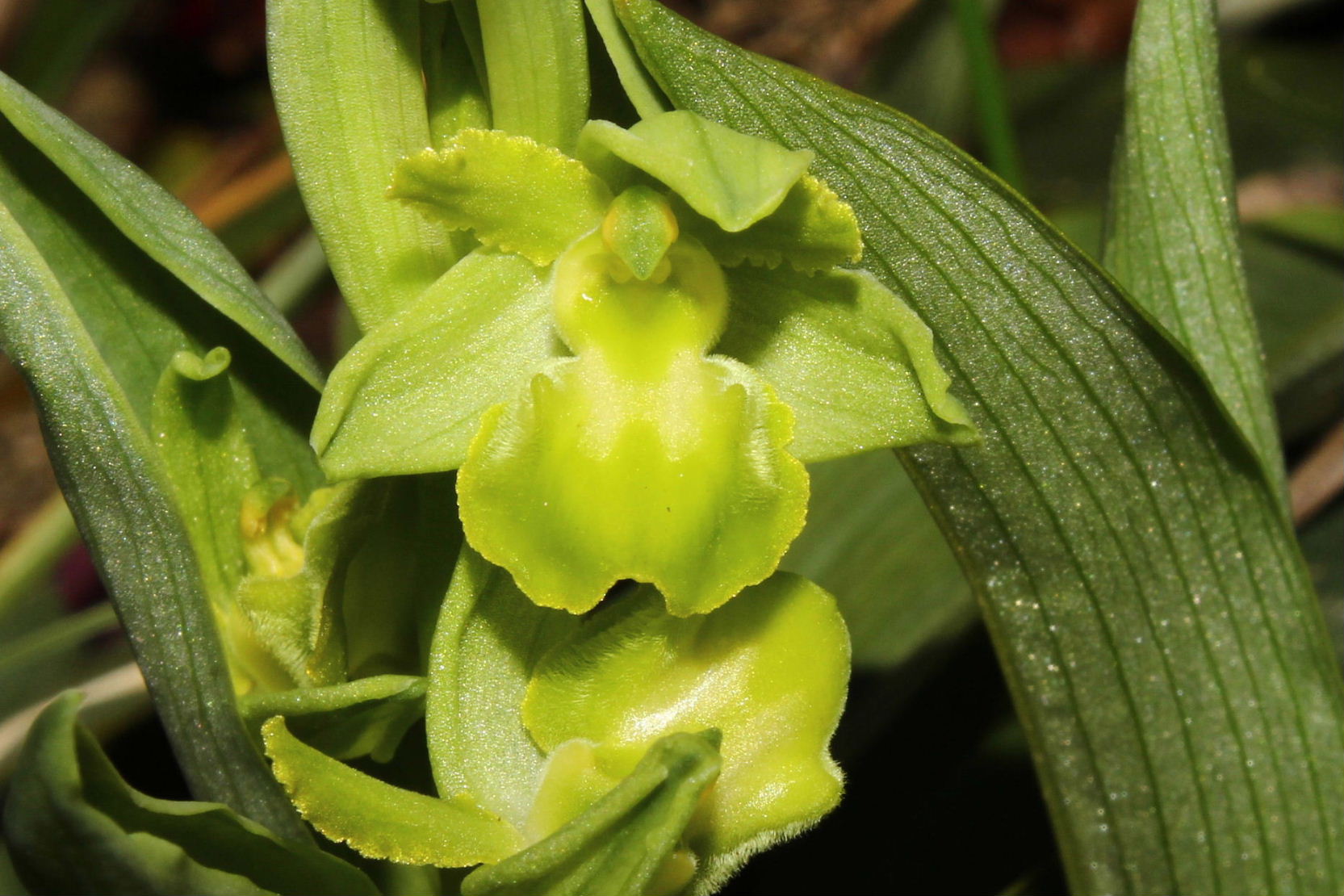 Liguria-Ophrys massiliensis ALBINA