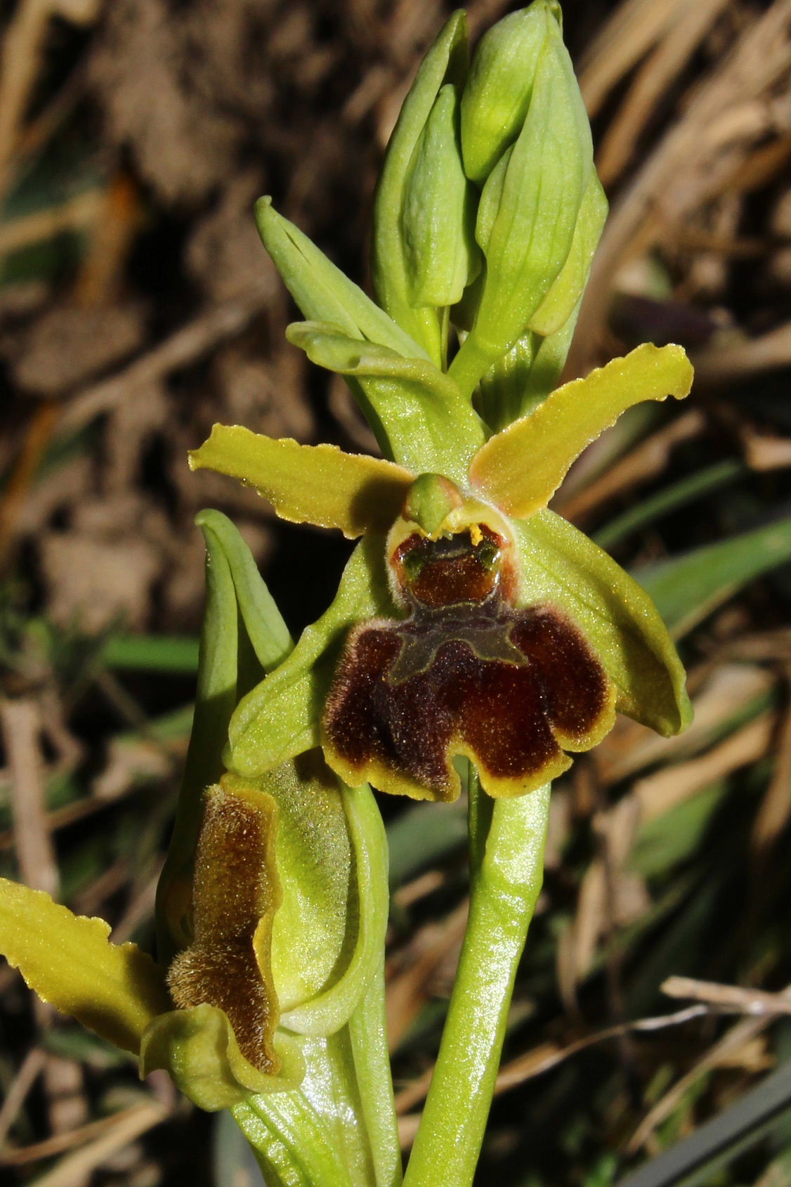 Liguria-Ophrys massiliensis ALBINA