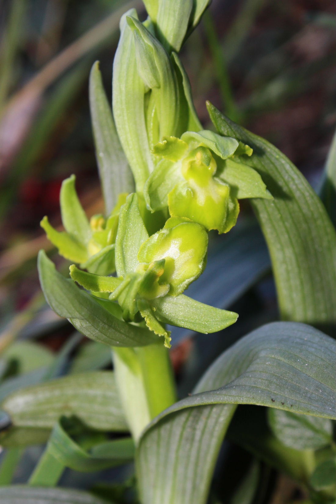 Liguria-Ophrys massiliensis ALBINA