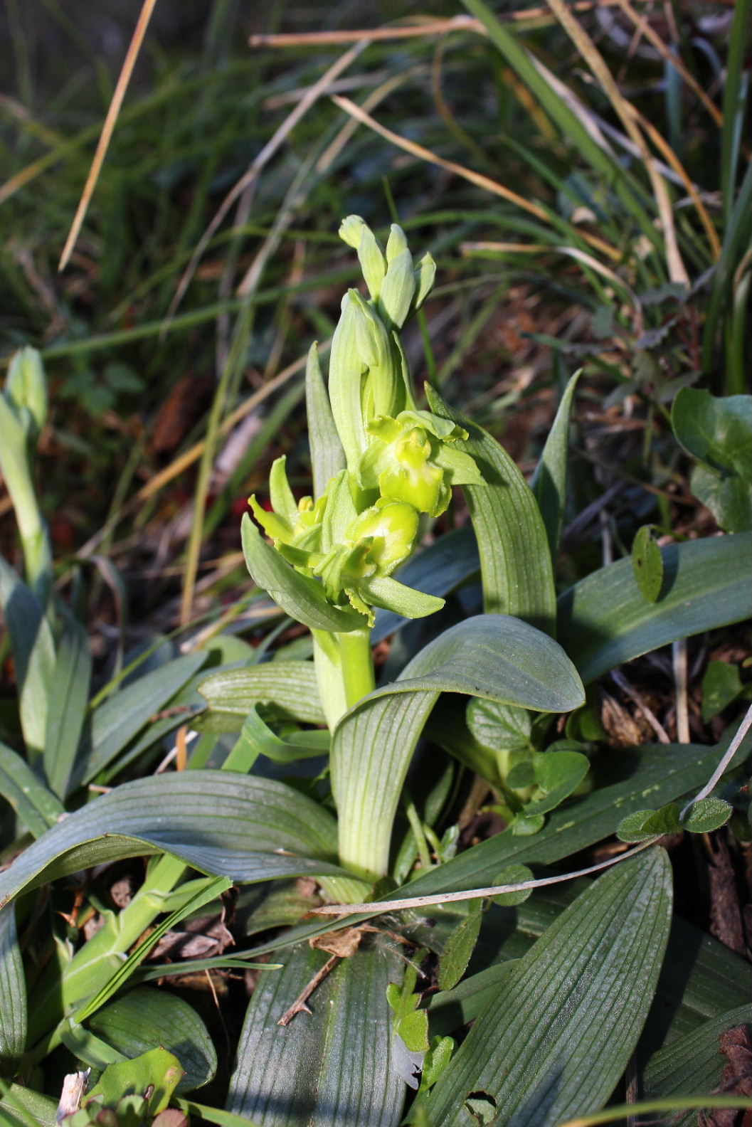 Liguria-Ophrys massiliensis ALBINA