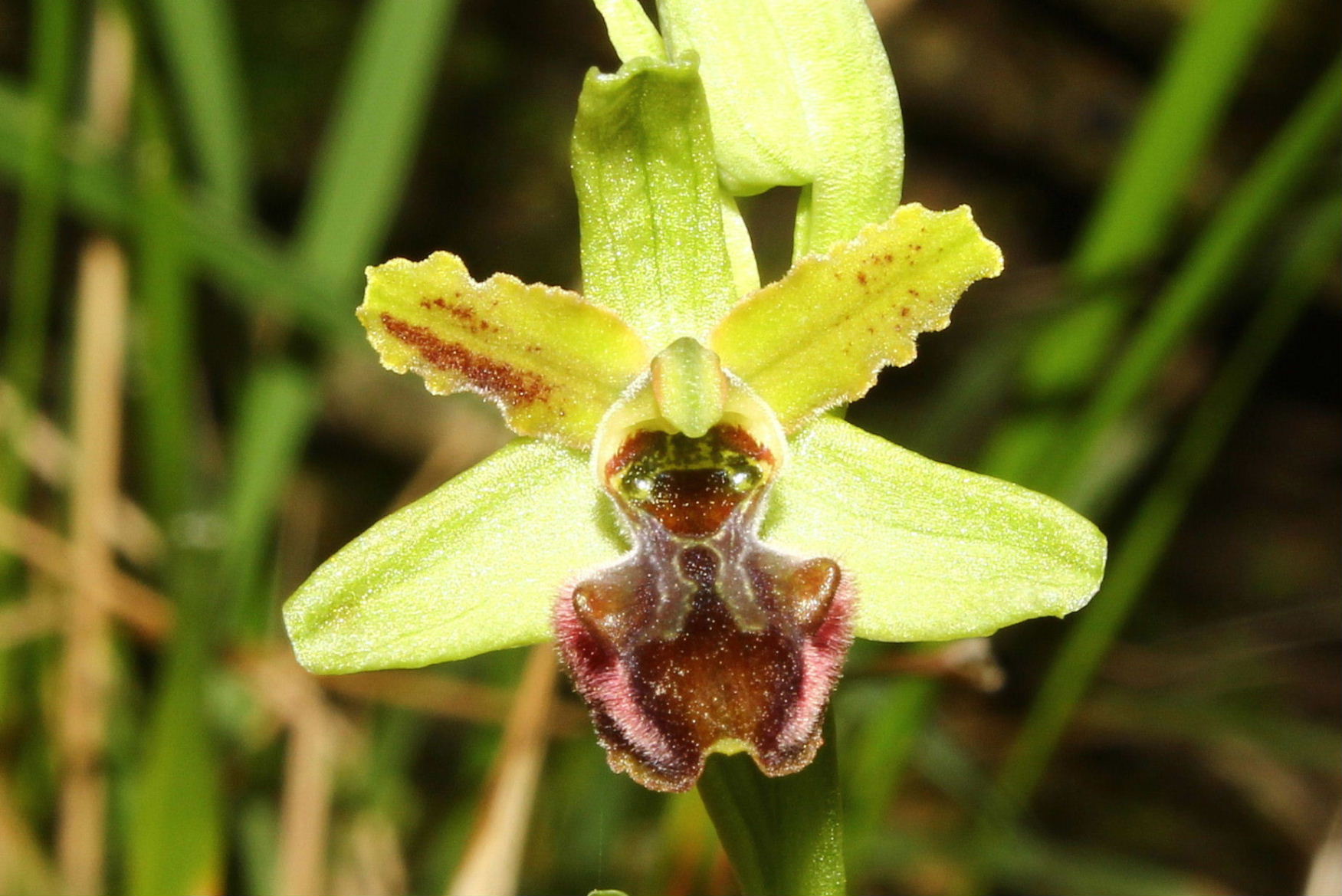 Ophrys sphegodes da determinare-1 ???