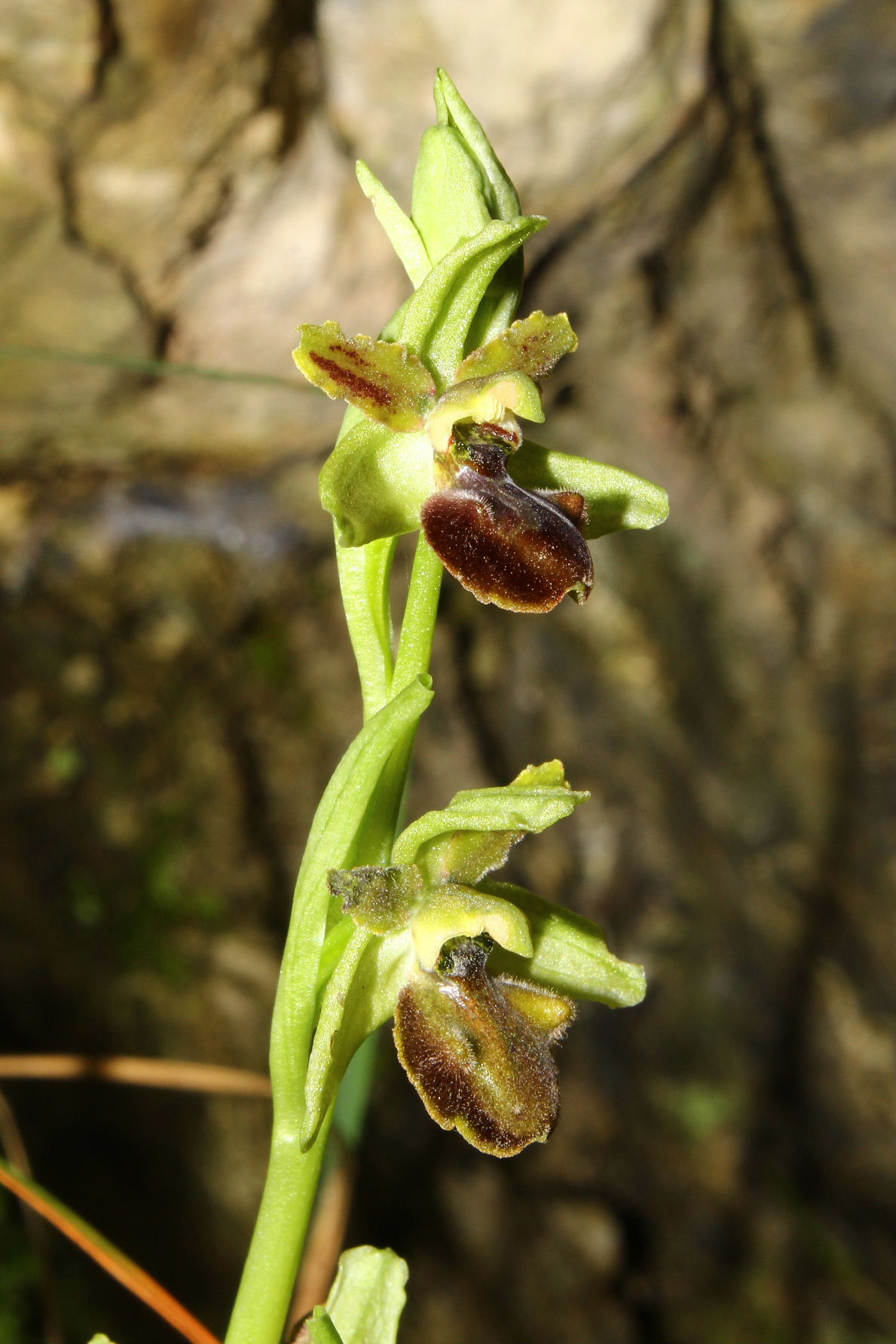 Ophrys sphegodes da determinare-1 ???