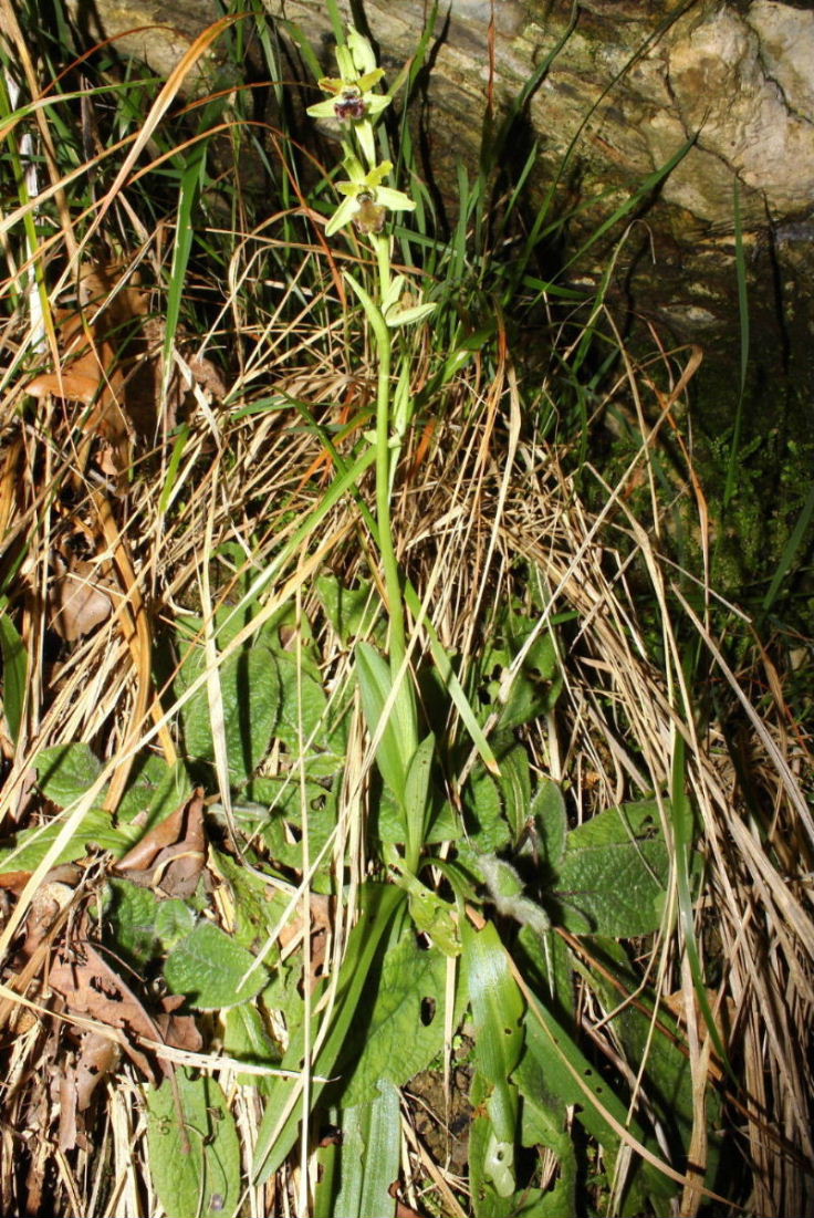 Ophrys sphegodes da determinare-1 ???