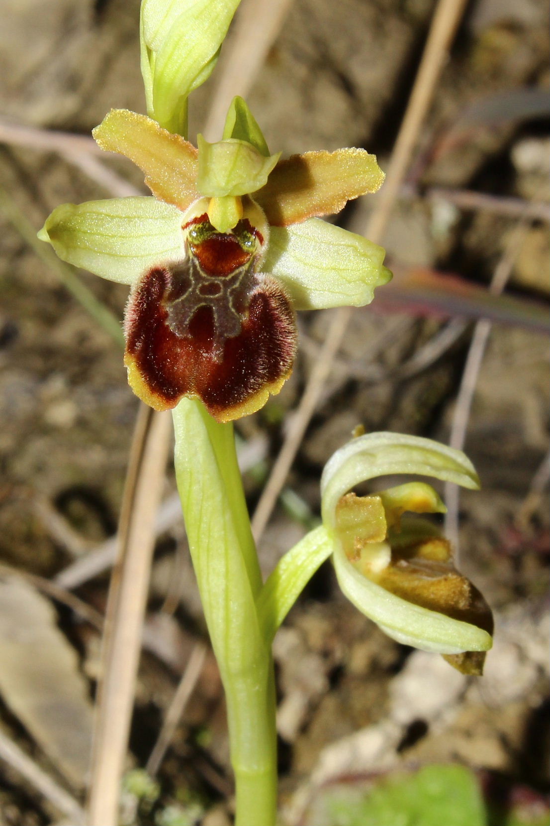 Ophrys sphegodes da determinare-1 ???