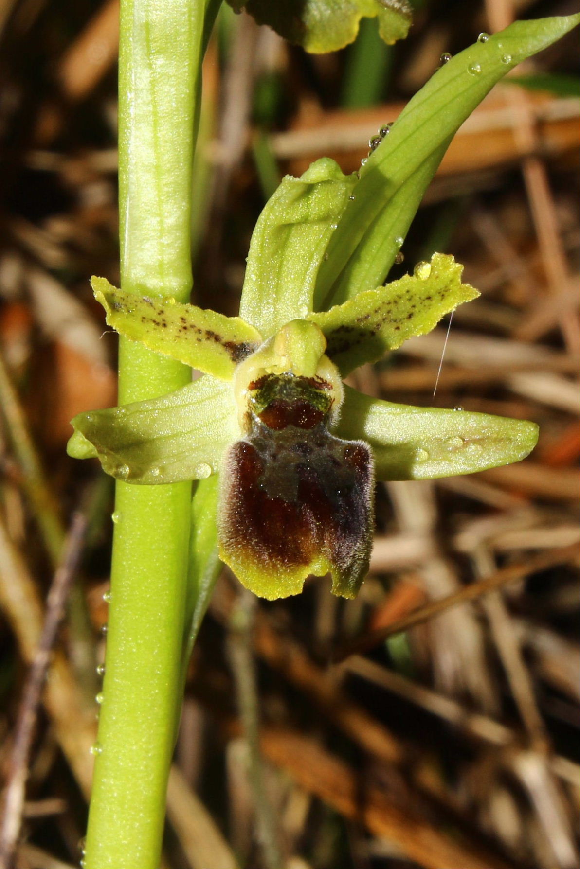 Ophrys sphegodes da determinare-2 ???