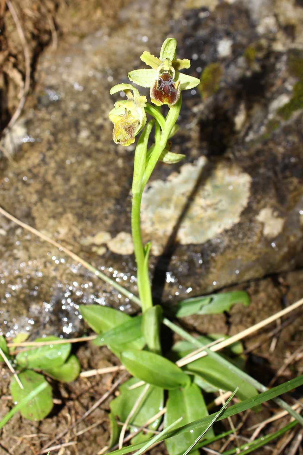 Ophrys sphegodes da determinare-2 ???