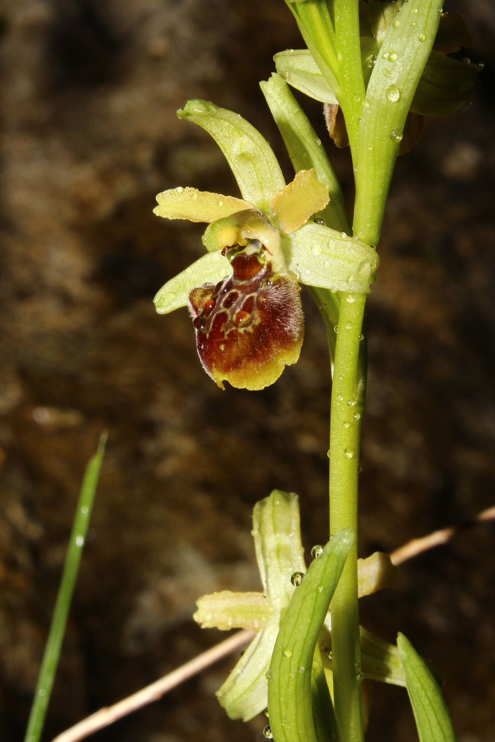 Ophrys sphegodes da determinare-2 ???