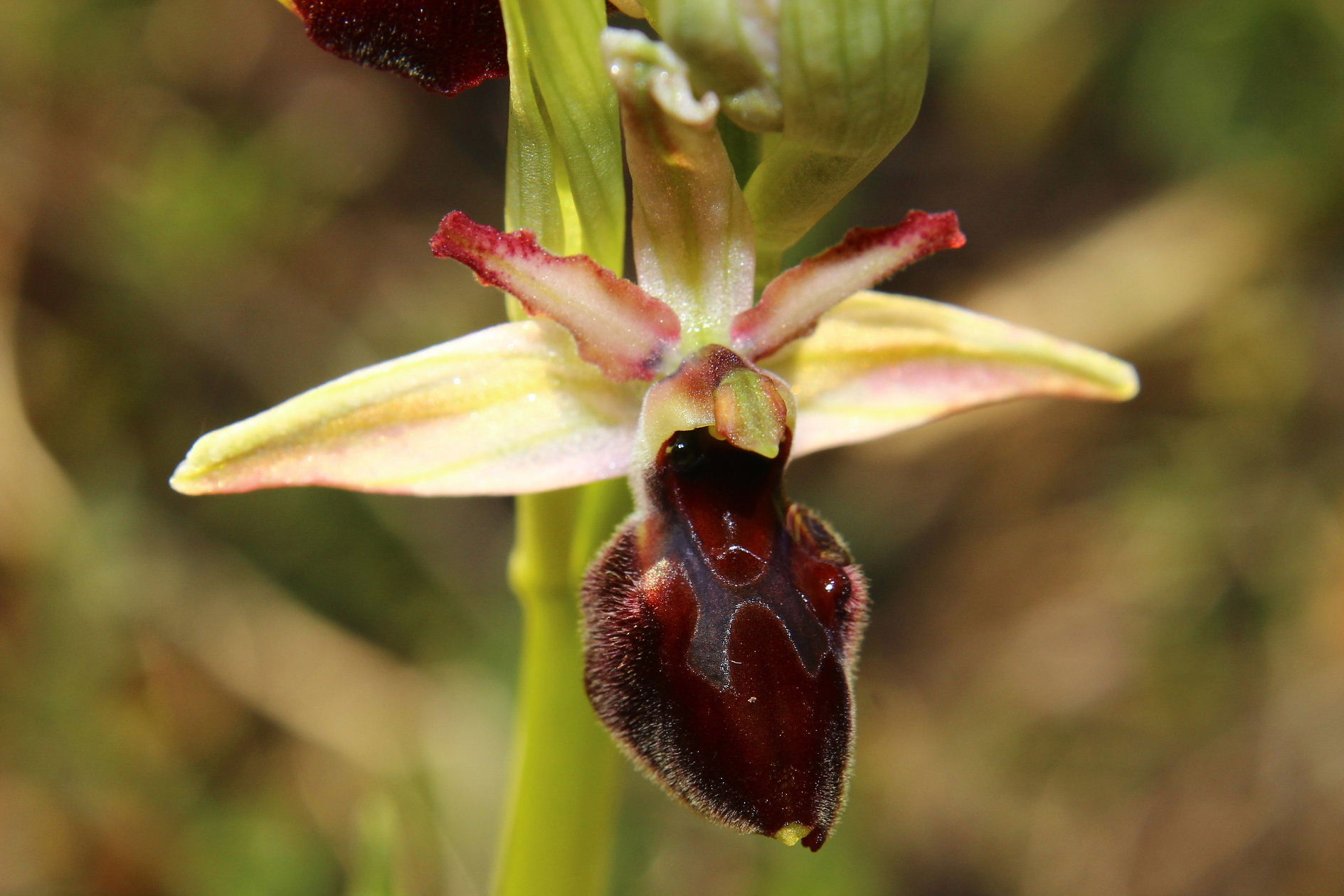 Ophrys exaltata ???